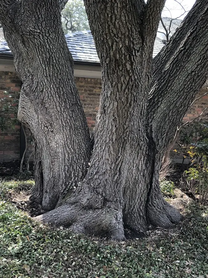 Mature heritage tree close to a Norwell property cared for by certified arborists